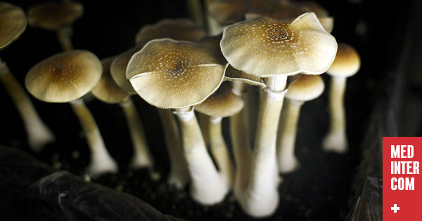 Могут ли «волшебные грибы» победить депрессию?