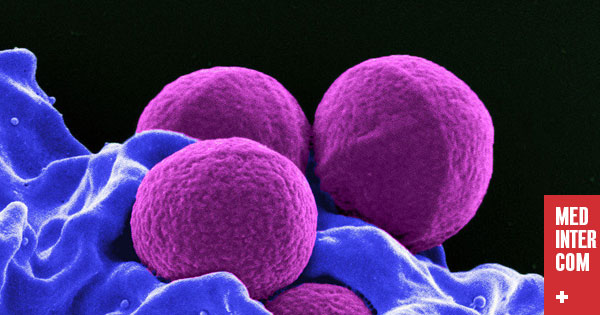 В мире может появиться «кошмарная супербактерия» 