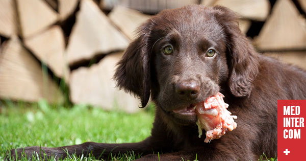 Сырое мясо может быть опасно для вашей собаки… и вас самих